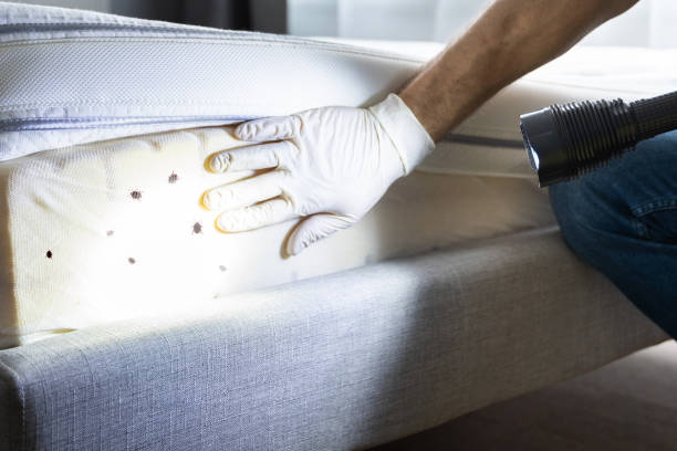 Best Bed Bug Extermination  in North Bellmore, NY